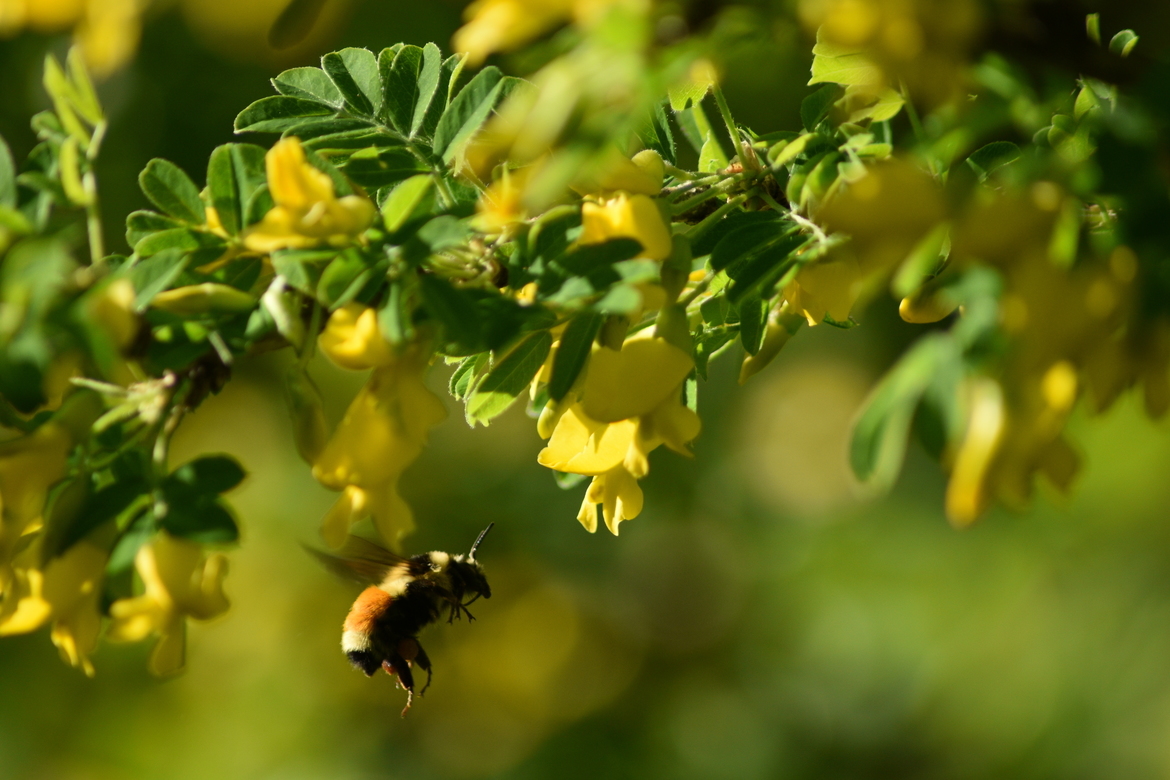 Bee, Prairie , Canada