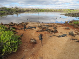 Grid marine iguanas basking