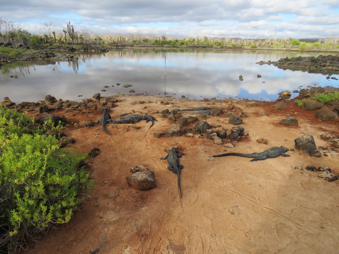 Marine Iguana, Galapagos Islands - Fernandina, Ecuador