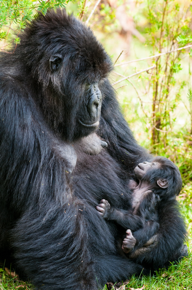 Mountain Gorilla, Parc National des Volcans, Rwanda