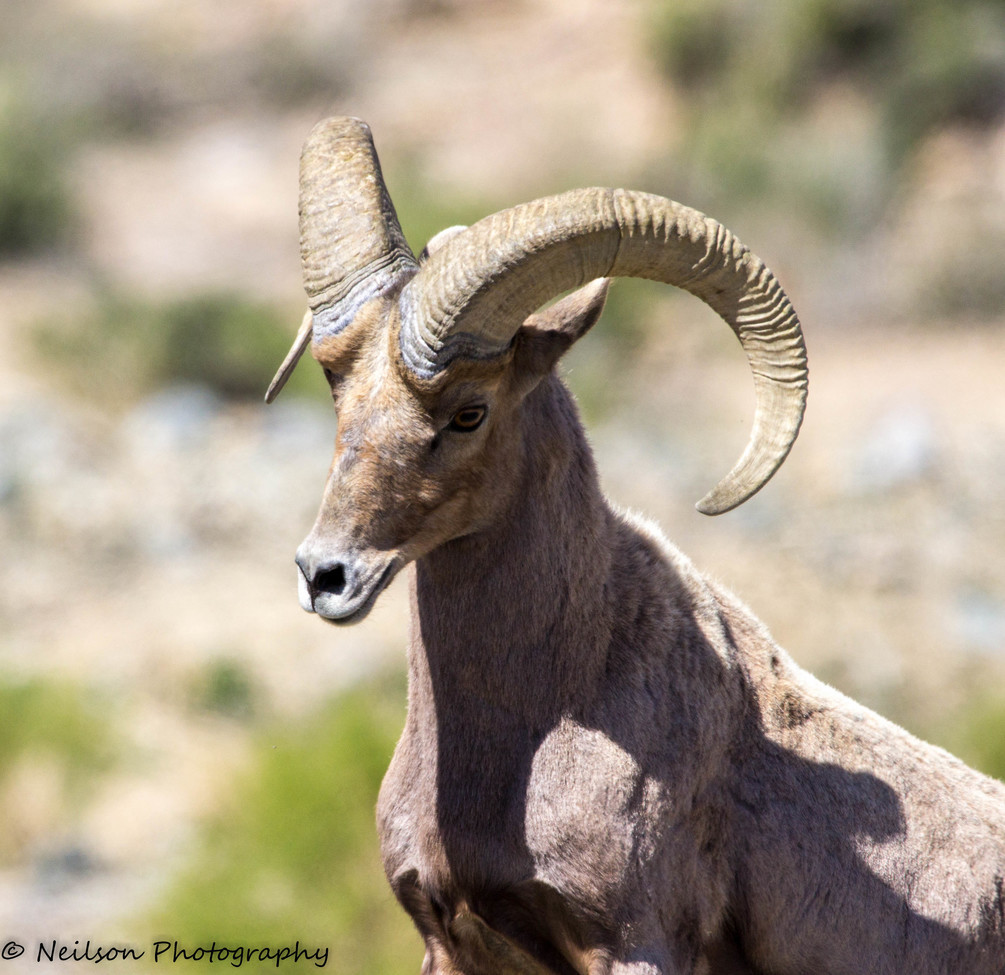 Desert Bighorn, Walker Lake, NV, United States of America
