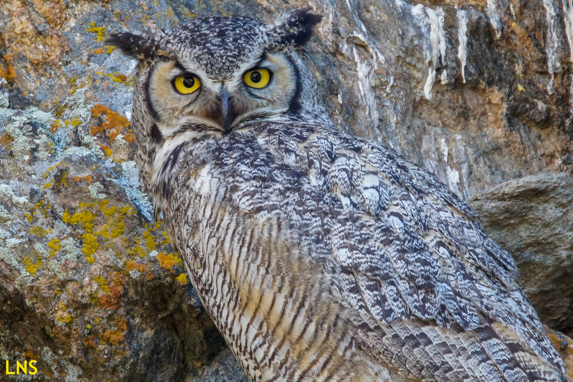Great Horned Owl, Estes Park, Colorado, United States of America
