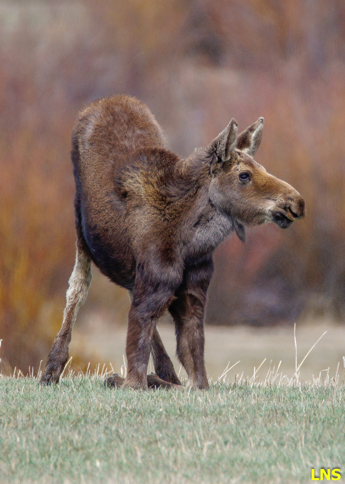 Moose, Walden, Colorado , United States of America