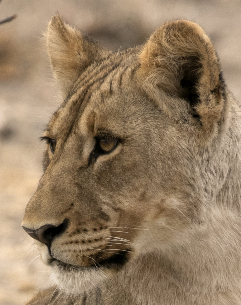 Lion Cub, Ongava Game Reserve, Namibia