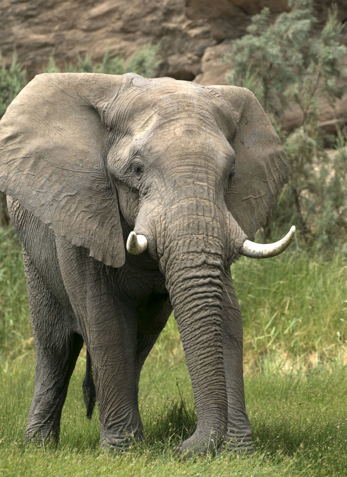 Desert Adapted Elephant, Hoanib Game Reserve, Namibia