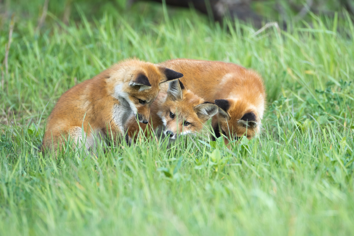Fox, Barrie, Ontario, Canada