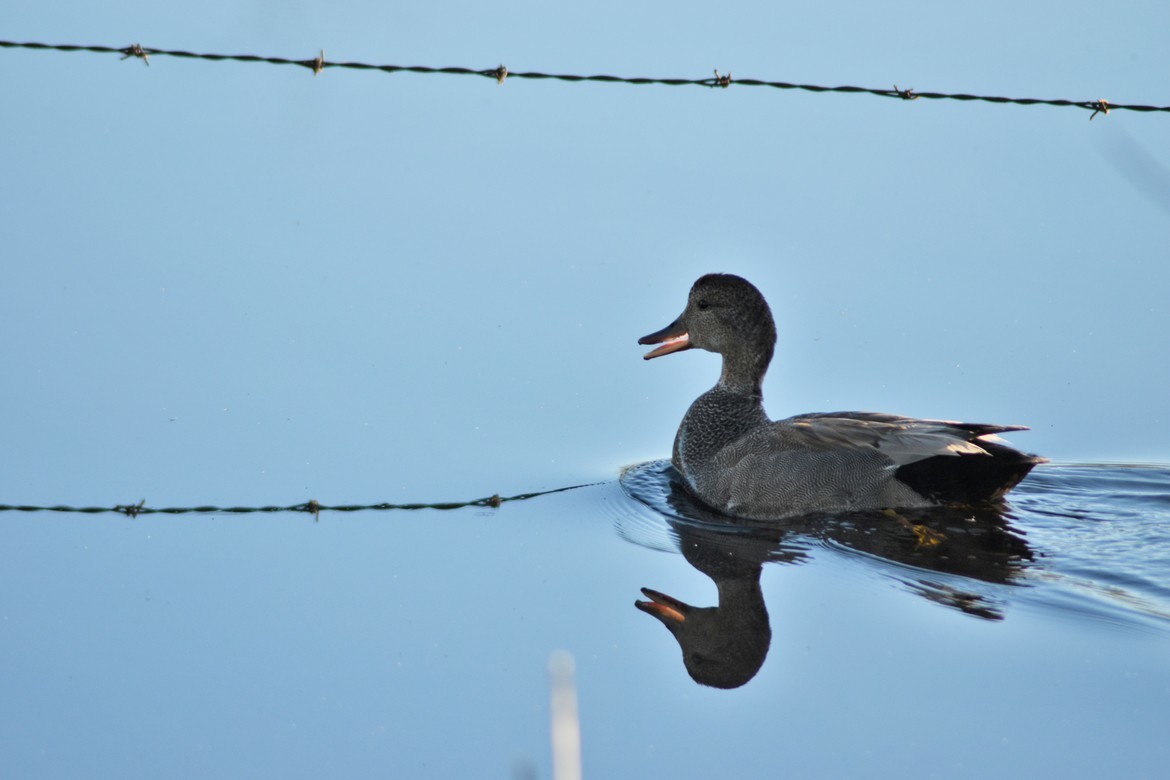 Duck, Prairie , Canada