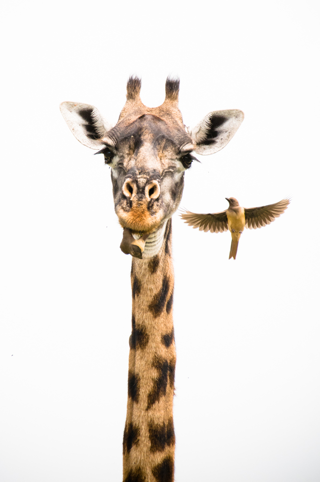 Giraffe, Serengeti National Park, Tanzania, United Republic of