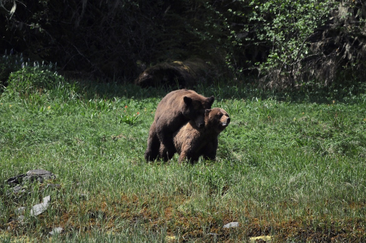 Grizzly bear, Kutsamtine, Canada