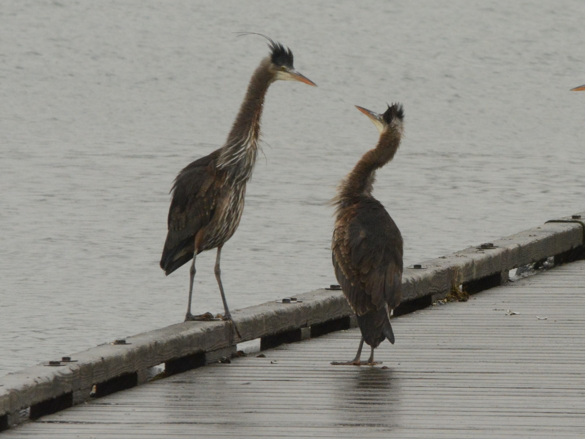 Heron, Prince Rupert, Canada