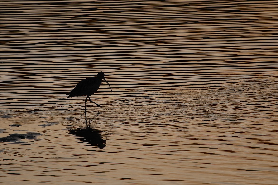 Long Billed Curlew, Crissy Lagoon, Golden Gate National Recreation Area, United States of America
