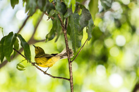 Grid cayman s warbler branch