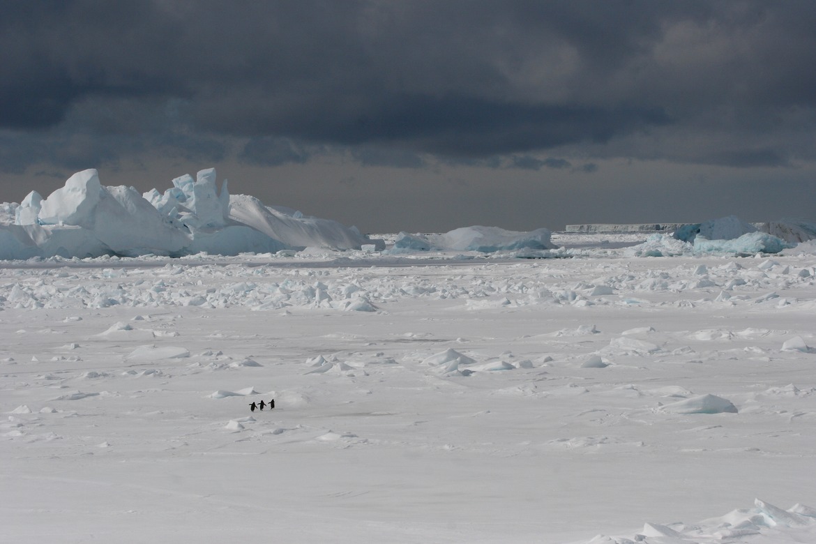 Adelie Penguin, Antarctic Peninsula, Antarctica