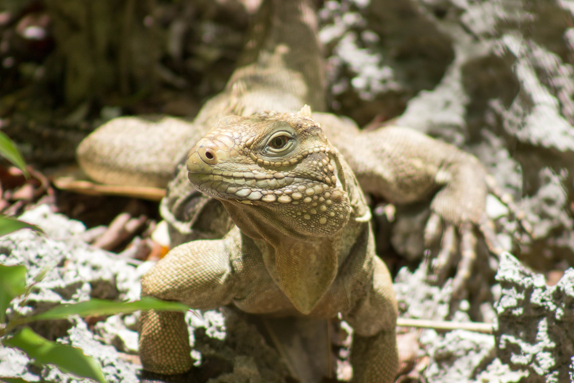 Cyclura nubila caymanensis, Cayman Brac, Cayman Islands