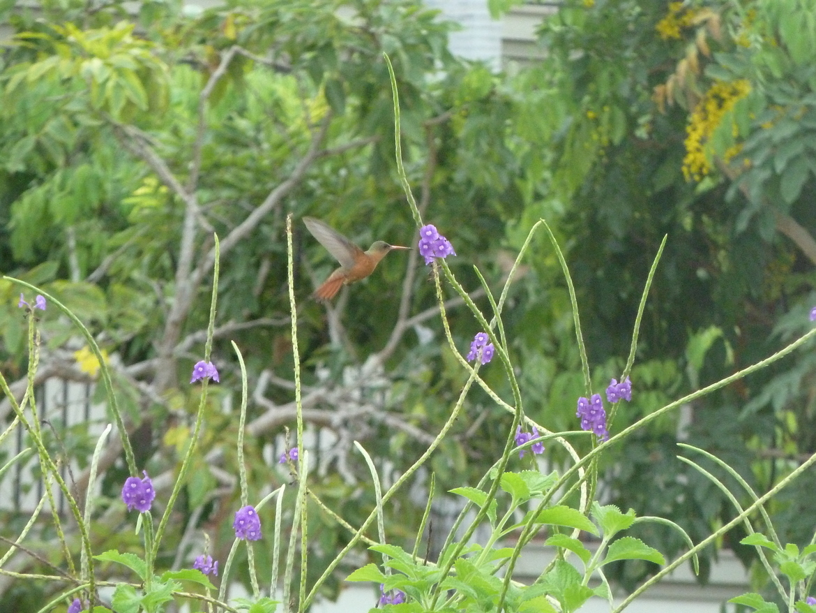 Hummingbird, Guanacaste, Costa Rica