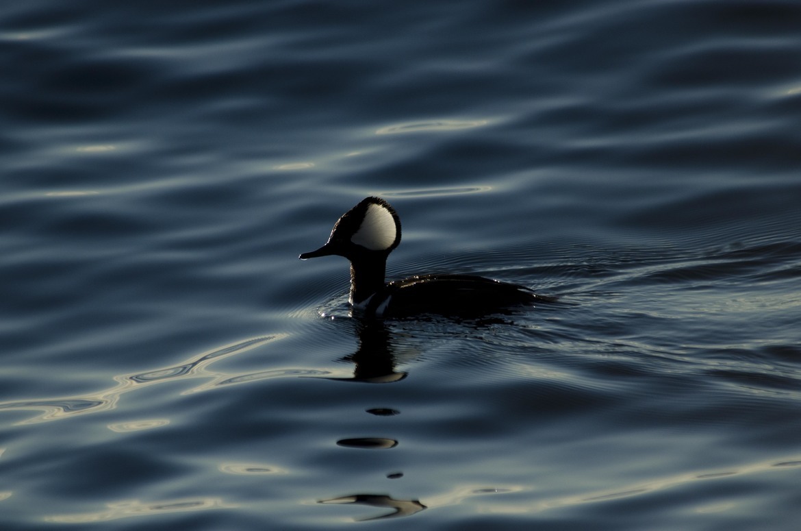 Hooded Merganser, BC / British Columbia, Canada