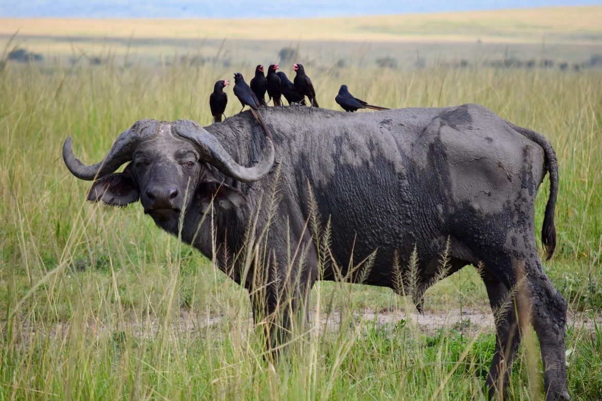 African Cape Buffalo, Murchison Falls National Park, Uganda
