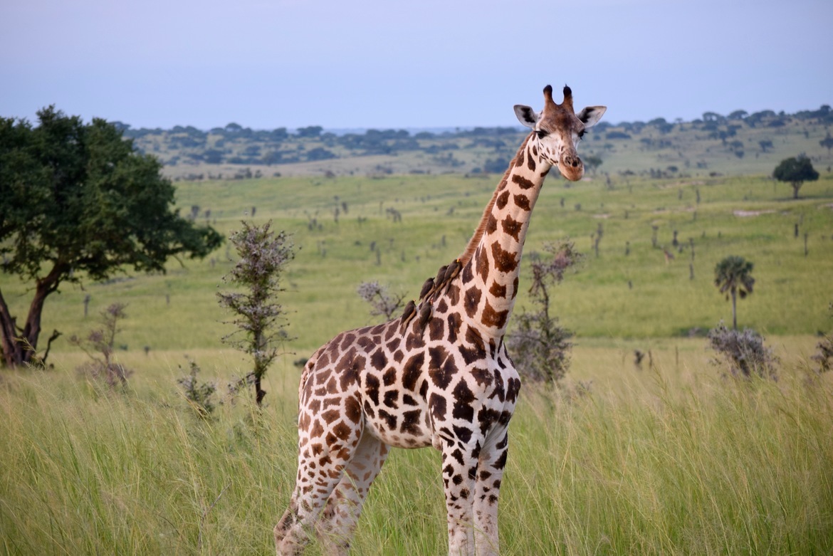 Giraffe, Murchison Falls National Park, Uganda