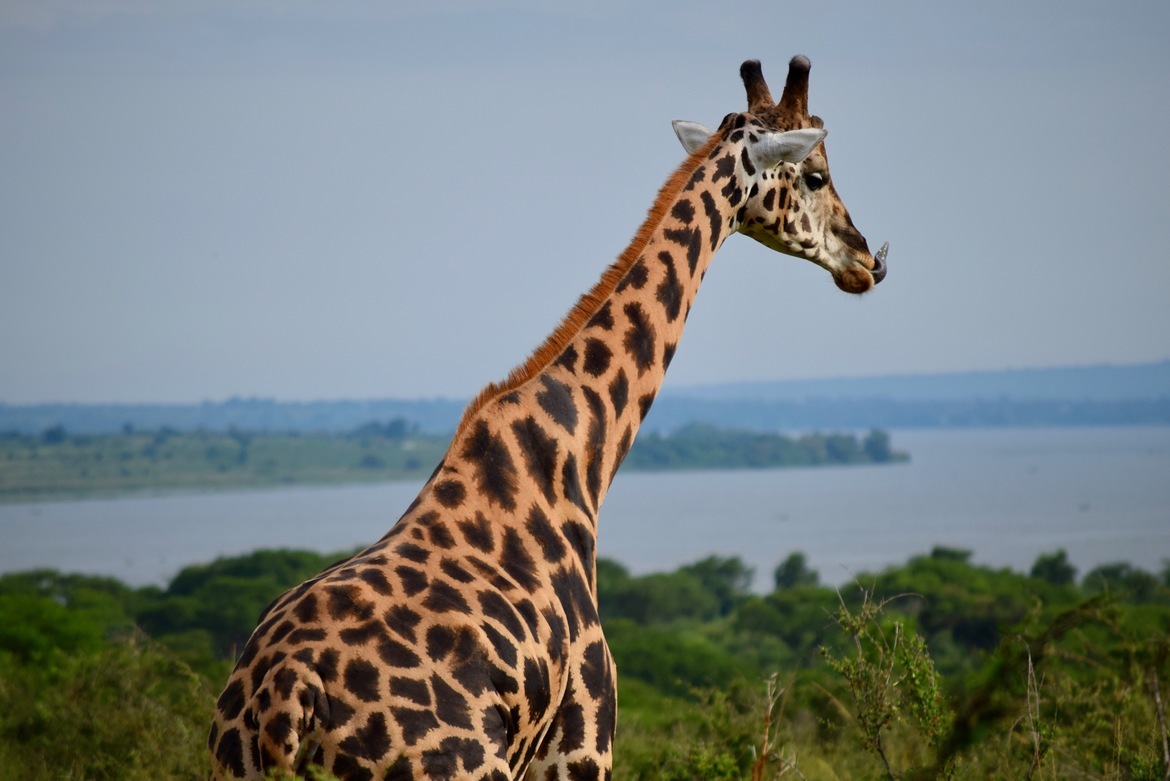 Giraffe, Murchison Falls National Park, Uganda