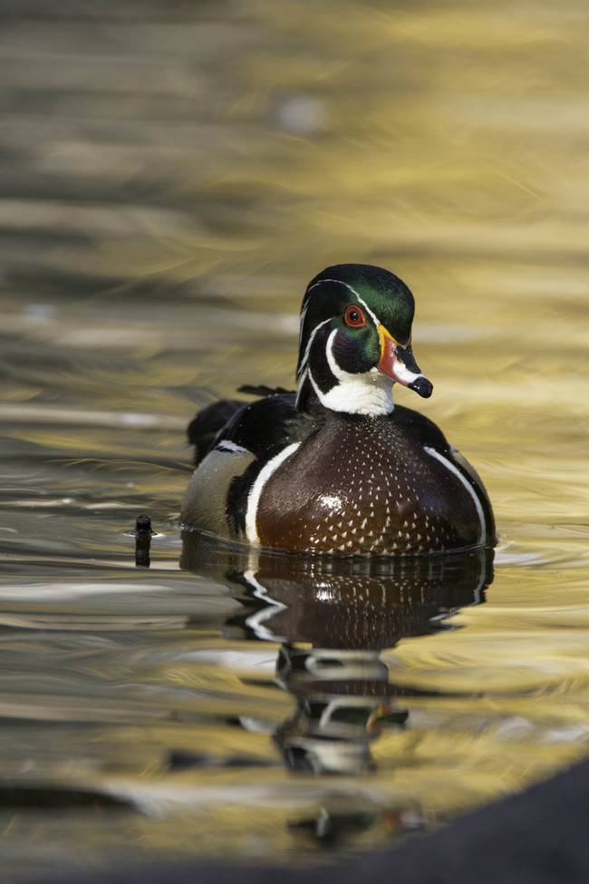 Wood Duck, Kalispell, Montana, United States of America