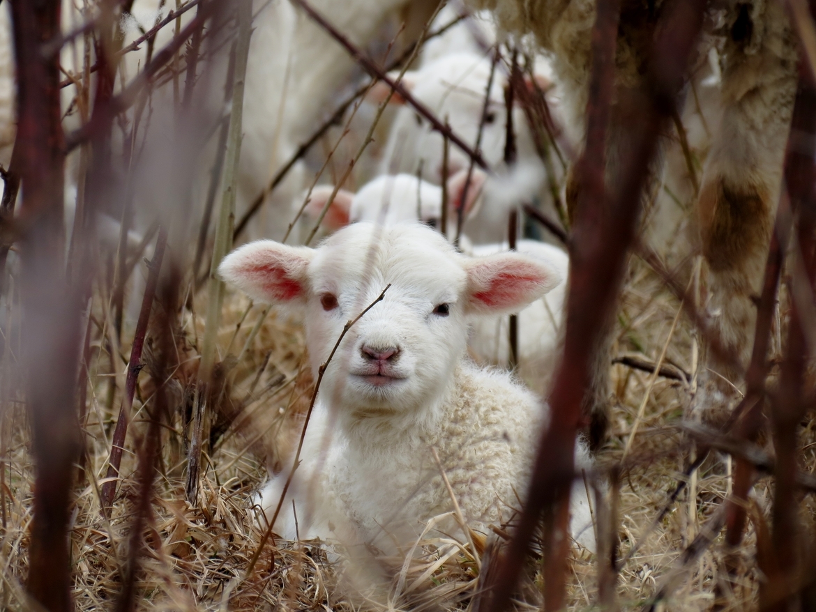 Lamb, Bloomingdale, Ohio, United States of America