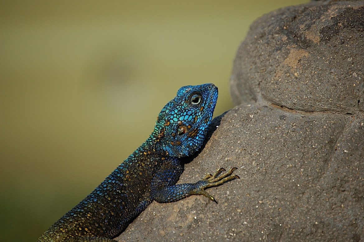 Blue Headed Agama, Queen Elizabeth National Park, Uganda