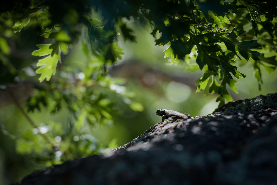 Plateau Fence Lizard, Cheyenne Mountain State Park, United States of America
