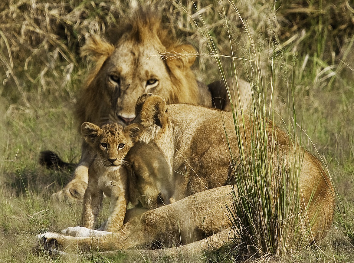 Lion, Murchison Falls National Park, Uganda