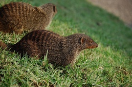 Grid bandedmongoose