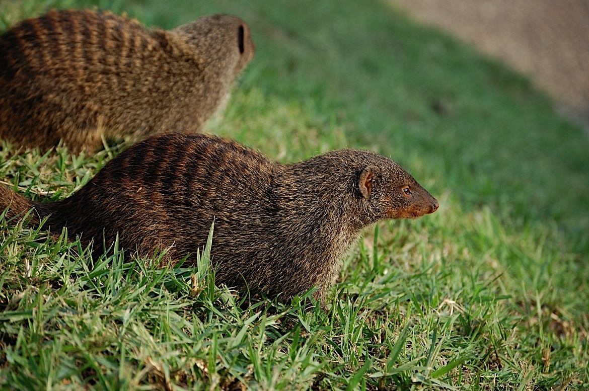 Banded Mongoose, Queen Elizabeth National Park, Uganda