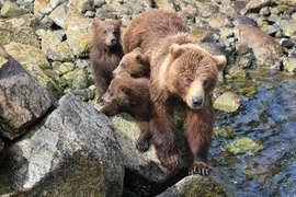Grid brown bear sow and cubs  1 