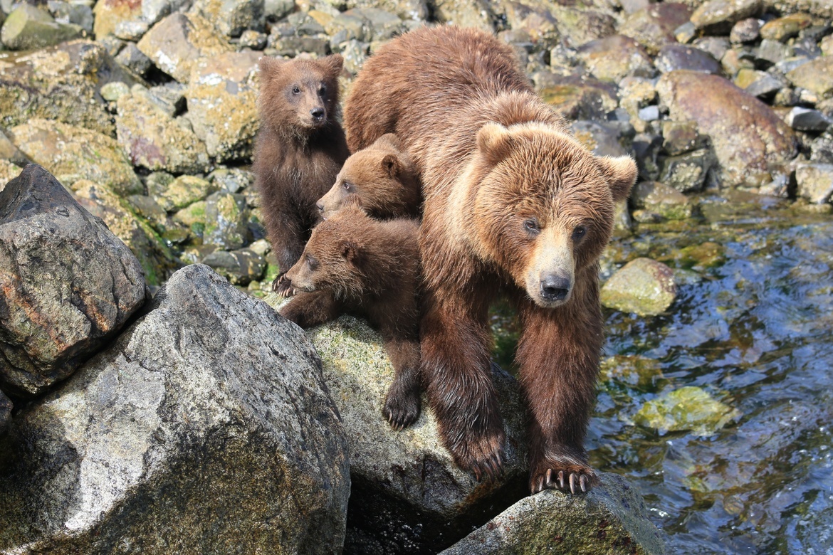Brown bears, Baranof I. Alaska, United States of America