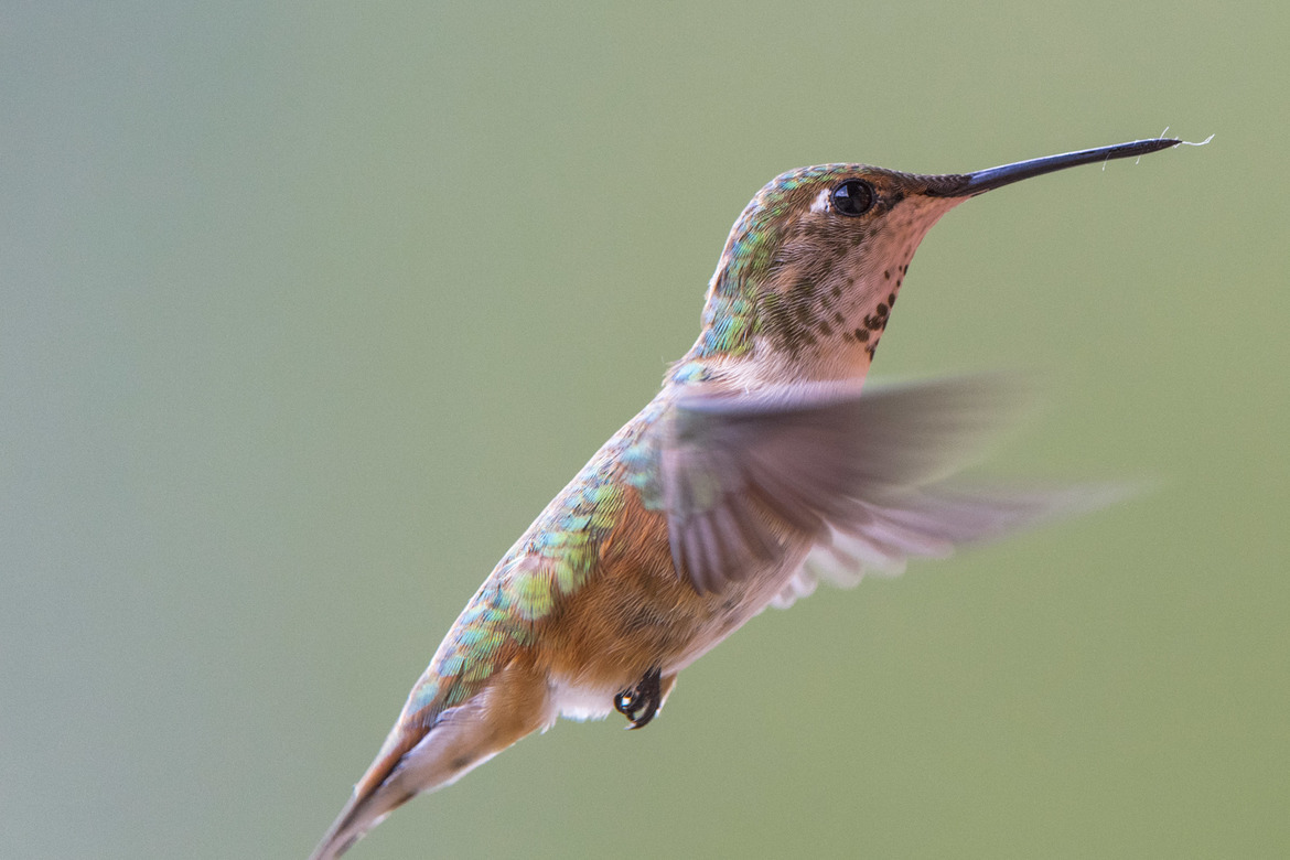 Humming bird, Idaho., United States of America