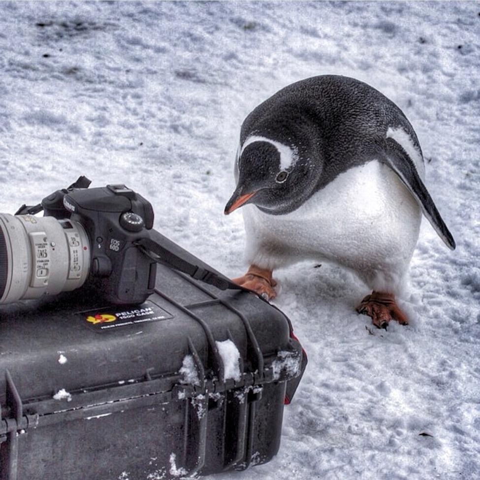 Penguin, Peninsula , Antarctica