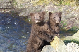 Grid brown bear  cubs