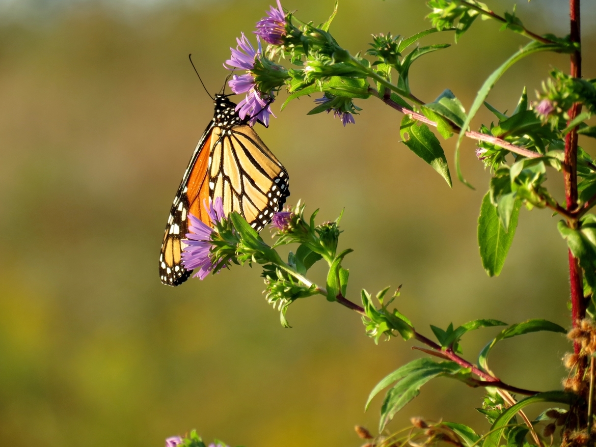 Butterfly, Bloomingdale, Ohio, United States of America