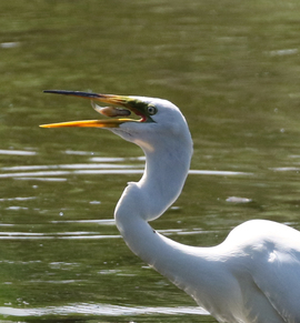 Grid egret snack1