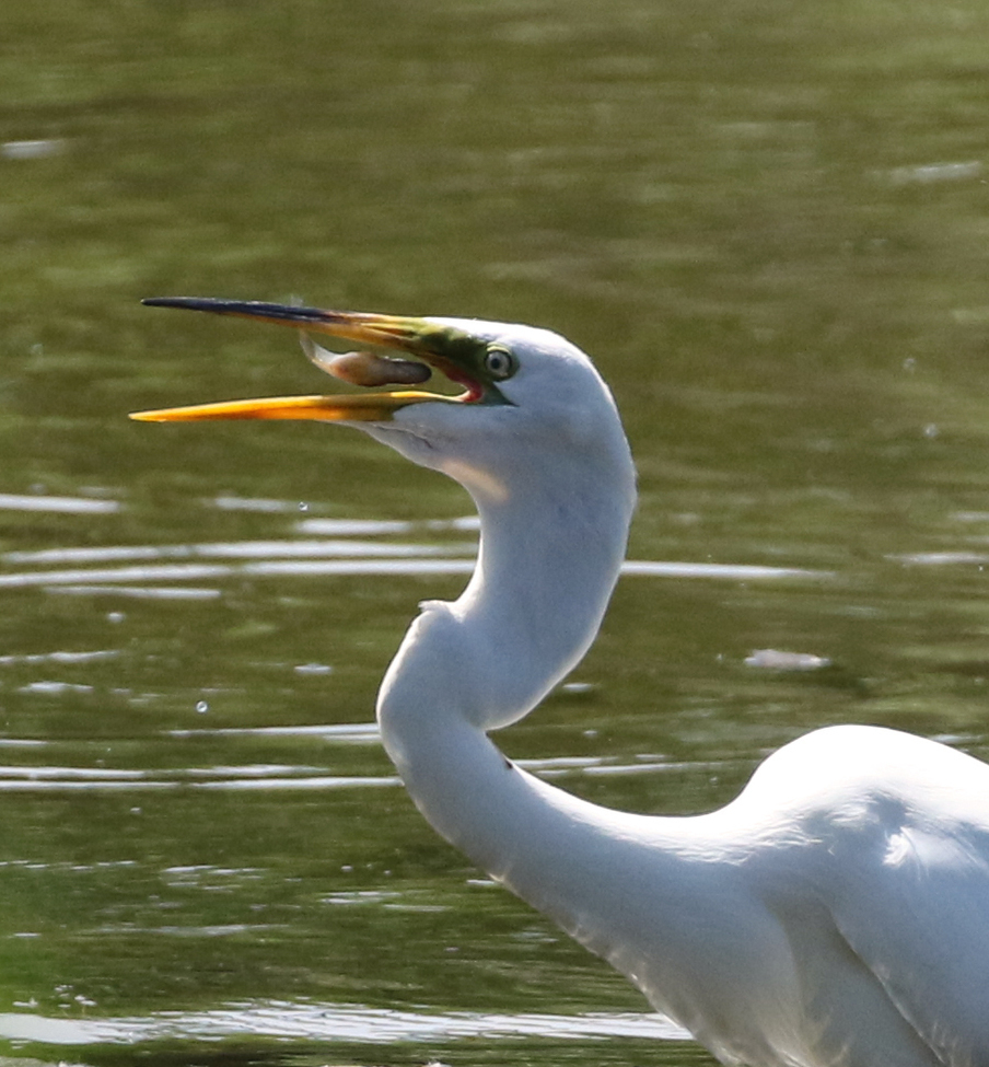 Egret, Des Planes River, Dam #1 Woods East, Wheeling, IL, United States of America