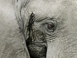 Grid charlessteinberg elephant eye