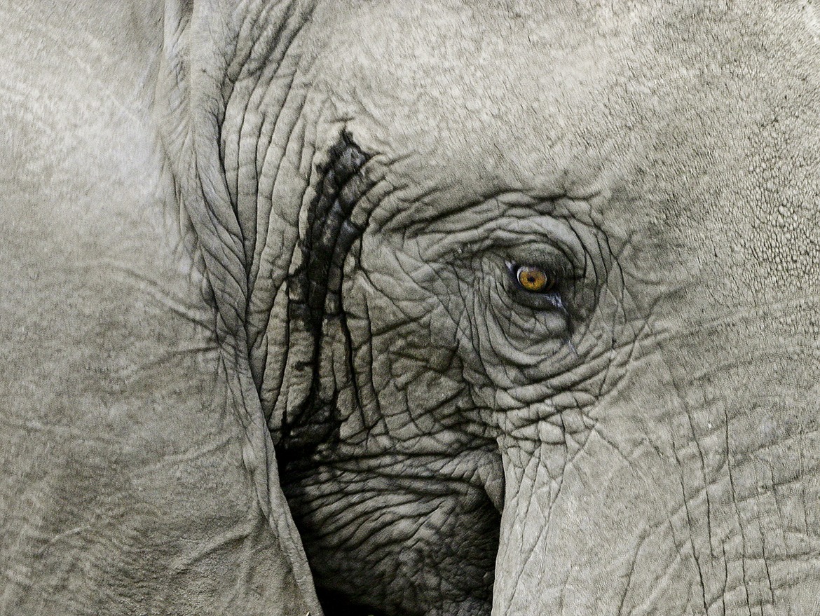 African Elephant, Murchison Falls Natural Park, Uganda