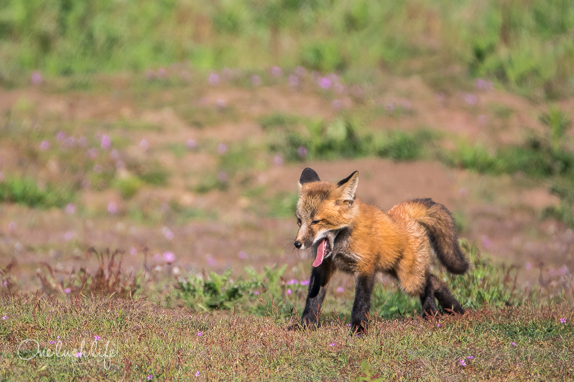 North American Red Fox, San Juan Island, United States of America