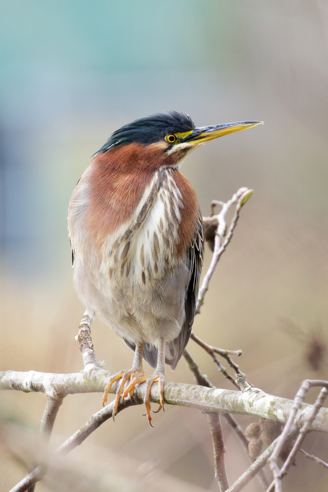Green Heron, Brydon Lagoon, Langley, BC, Canada