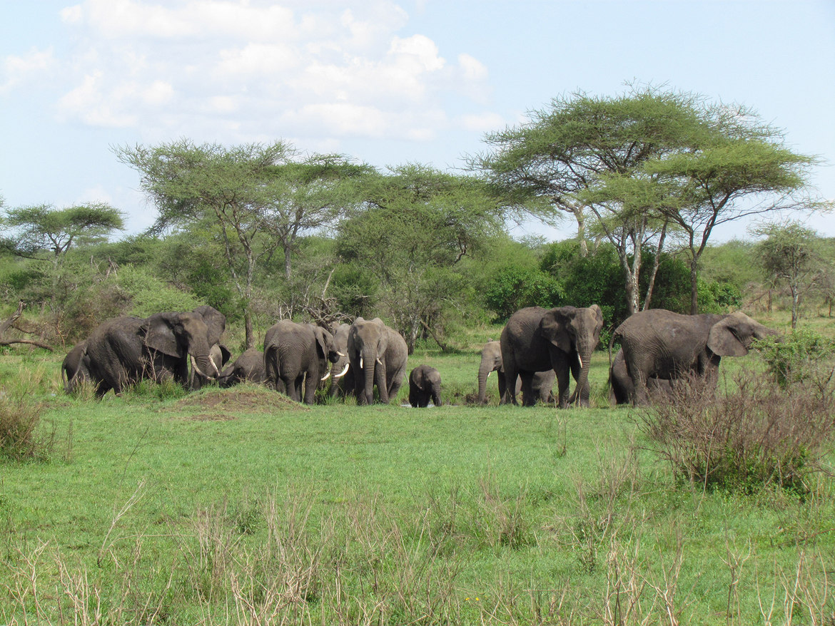 African Elephant, Seronera Serengeti, Tanzania, United Republic of