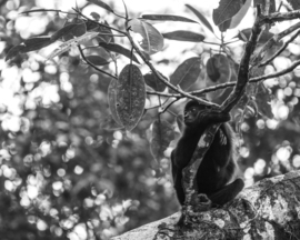 Grid howlermonkey 1
