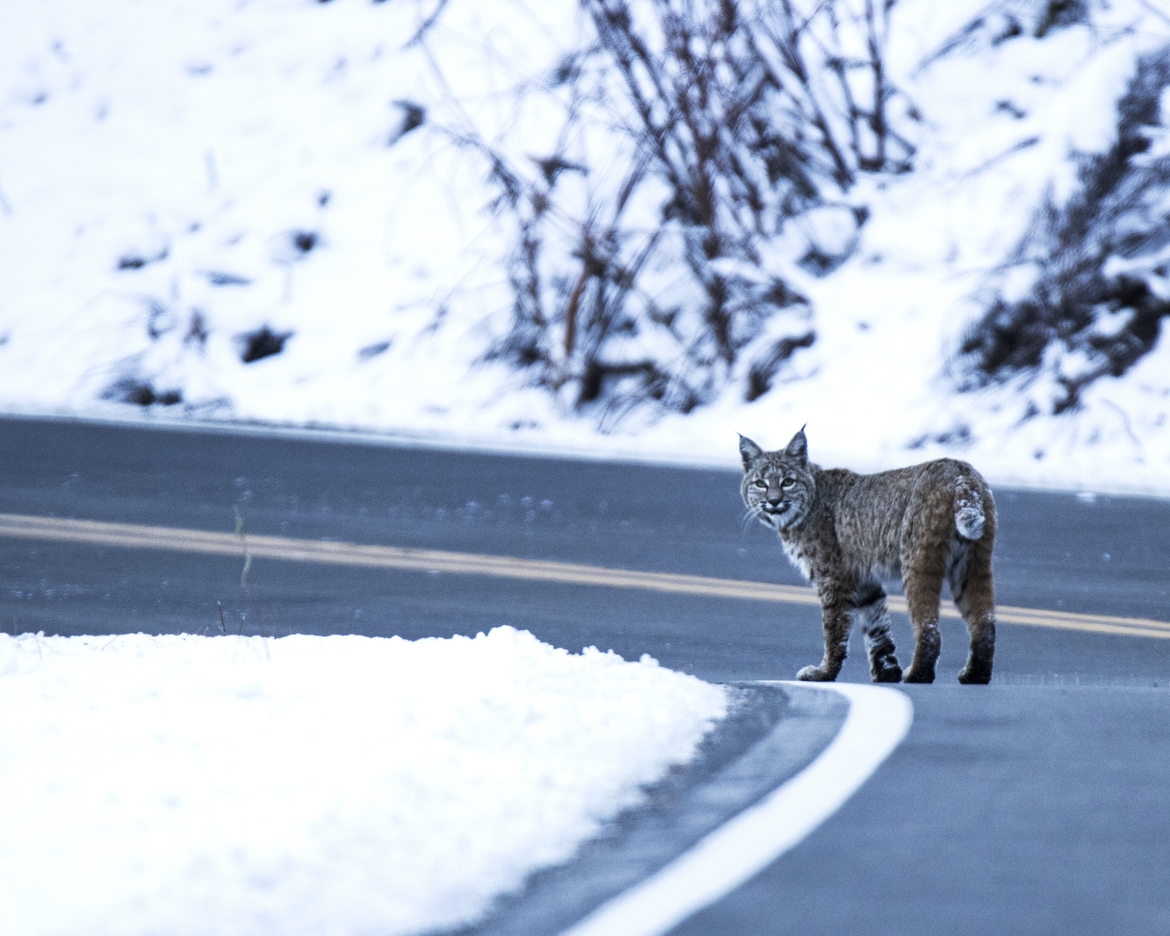 Bobcat (Lynx rufus), Markleeville, California, United States of America