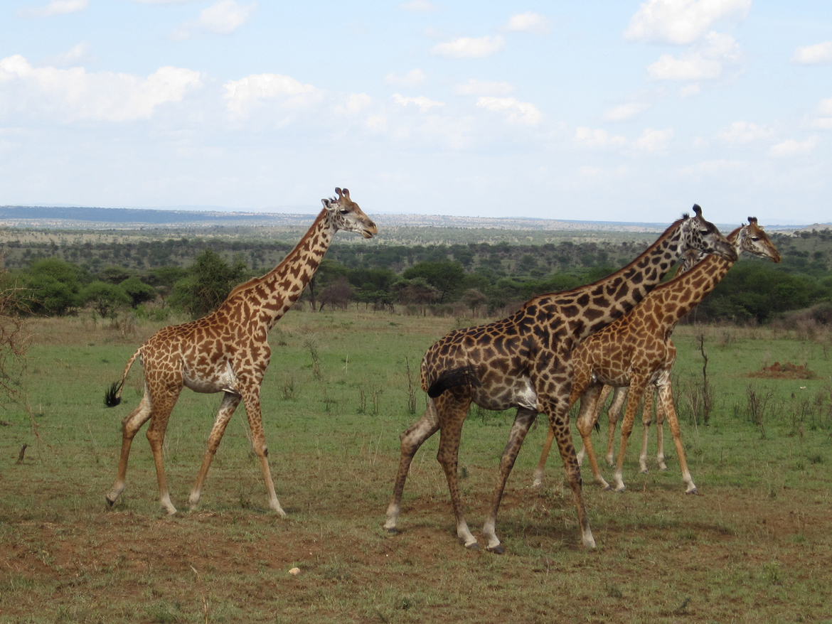 Giraffe, Seronera Serengeti, Tanzania, United Republic of