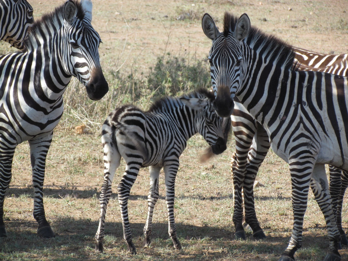 Zebra, Tarangire National Park, Tanzania, United Republic of