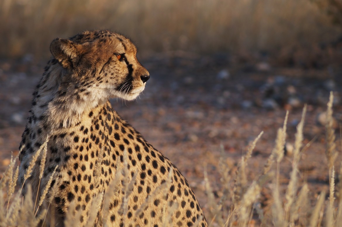 Cheetah, namibia, Namibia