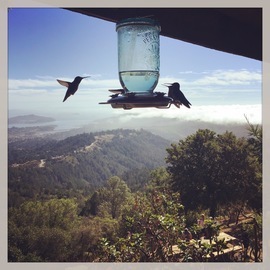 Grid hummingbirds 2