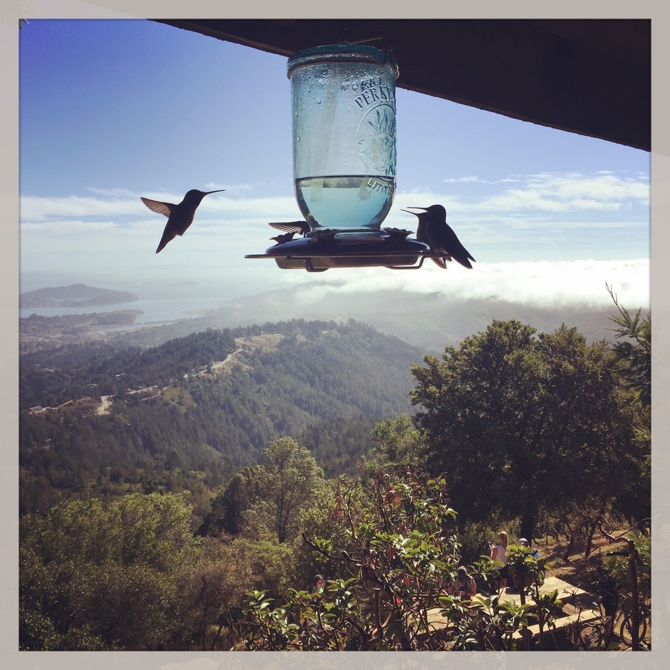 hummingbirds, Mt. Tam, Marin County, United States of America